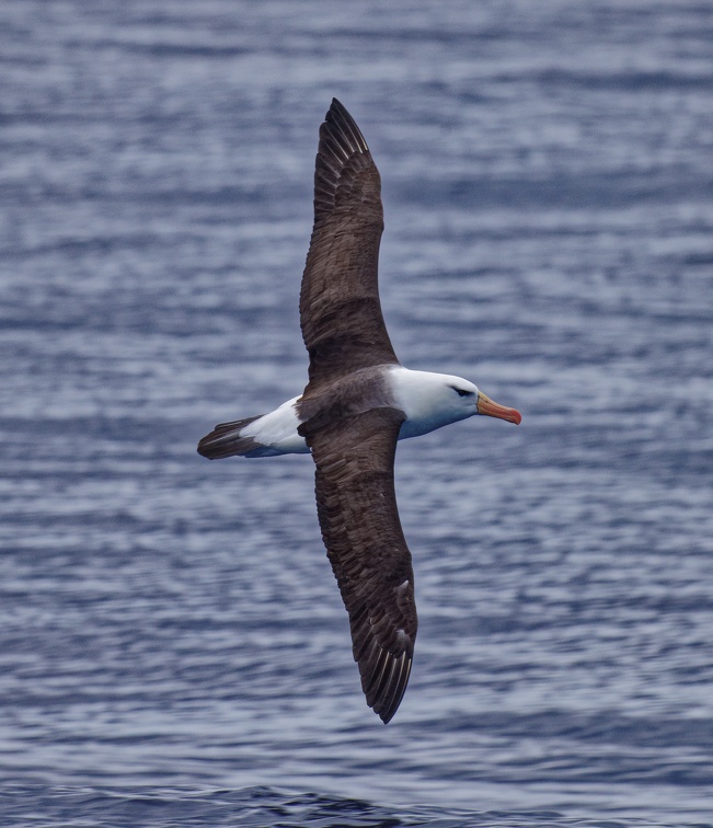 Black-browed-Albatross-IMG 5776 DxO