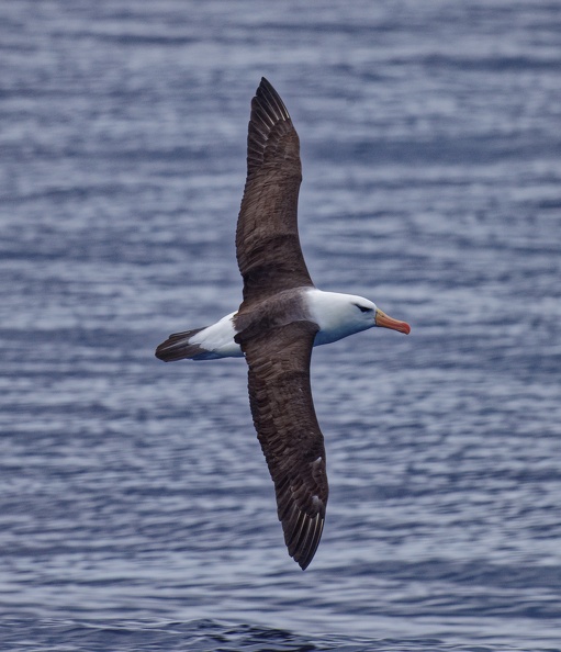 Black-browed-Albatross-IMG_5776_DxO.jpg