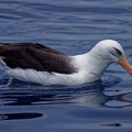 Black-browed-Albatross-IMG 5877 DxO