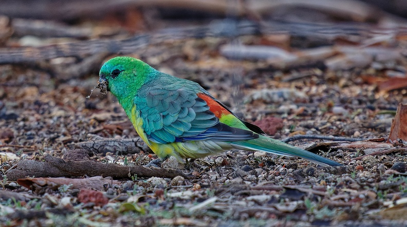 Red-rumped-Parrot-IMG 6702 DxO
