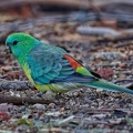Red-rumped-Parrot-IMG 6702 DxO