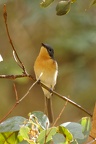 Leaden-Flycatcher-IMG 6798 DxO