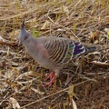 Crested-Pigeon-IMG 6854 DxO