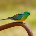 Red-rumped-Parrot-IMG 7010 DxO