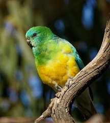 Red-rumped-Parrot-IMG 3632 DxO