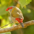 Red-browed-Finch-IMG 7636 DxO