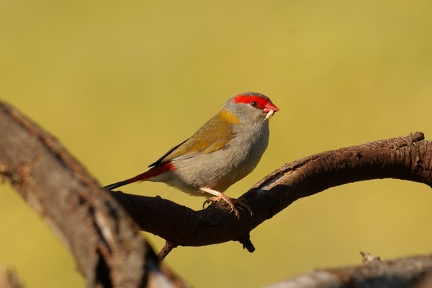 Red-browed-finch-IMG 8897 DxO