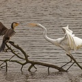 Egret-vs-Cormorant-IMG 9198 DxO