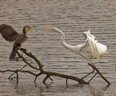 Egret-vs-Cormorant-IMG 9198 DxO