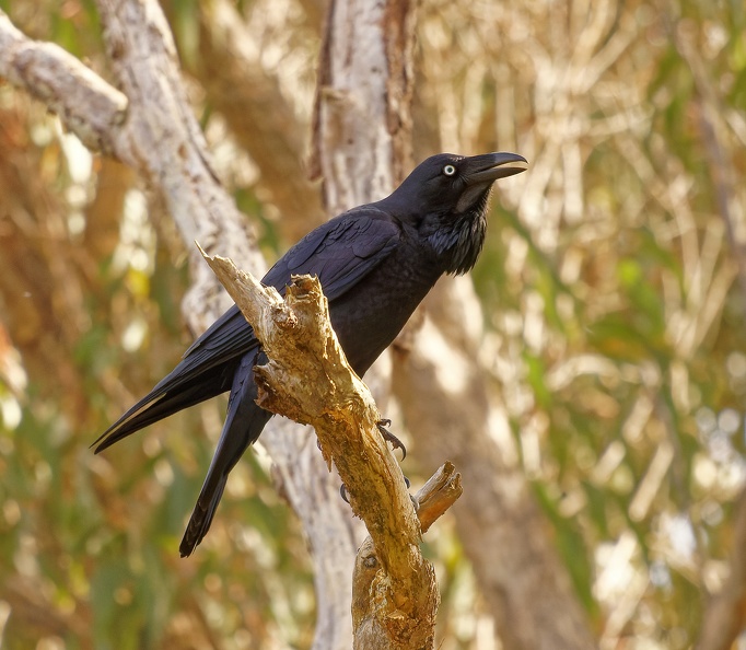 Australian-Raven-IMG_9785_DxO.jpg