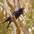 Australian-Raven-IMG 9785 DxO