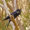 Australian-Raven-IMG 9792 DxO
