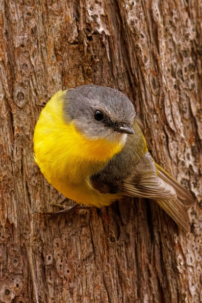 Eastern-Yellow-Robin-IMG_9768_DxO.jpg
