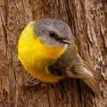 Eastern-Yellow-Robin-IMG 9768 DxO