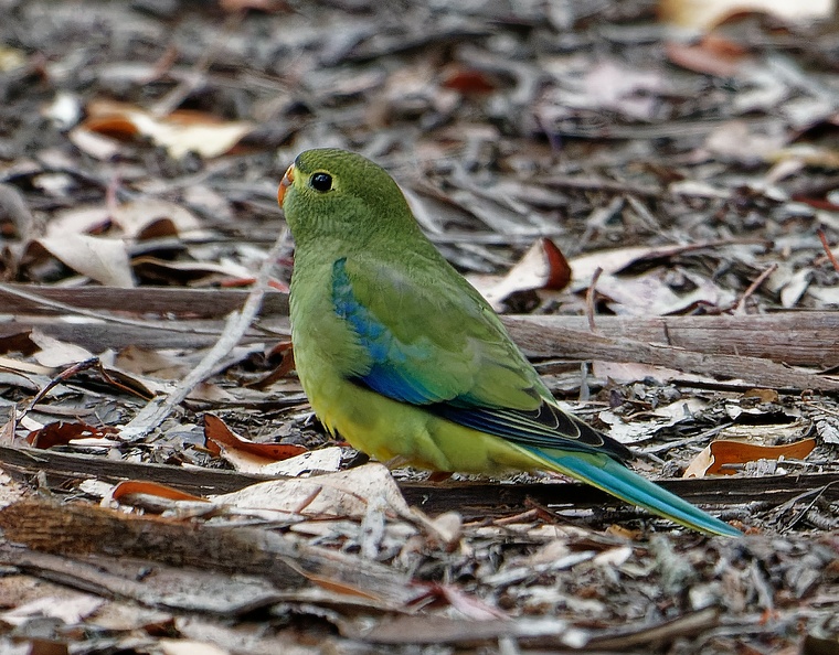 Blue-winged-Parrot-IMG_1225_DxO.jpg