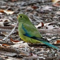 Blue-winged-Parrot-IMG 1225 DxO