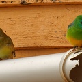Red-rumped-Parrots-IMG 0278 DxO