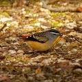 Spotted-Pardalote-IMG 0322 DxO