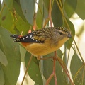 Spotted-Pardalote-IMG 0396 DxO