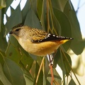 Spotted-Pardalote-IMG 0402 DxO