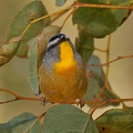 Spotted-Pardalote-IMG 0416 DxO