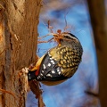 Spotted-Pardalote-IMG 1014 DxO