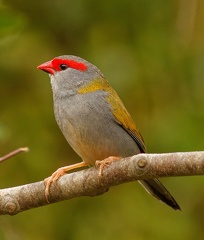 Red-browed-Finch-IMG 1313 DxO