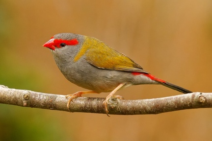 Red-browed-Finch-IMG 1318 DxO