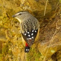 Spotted-Pardalote-IMG 1548 DxO