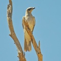 White-bellied-Cuckoo-Shrike-IMG_2101_DxO-1.jpg