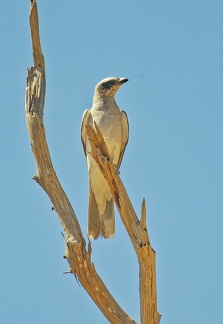 White-bellied-Cuckoo-Shrike-IMG 2101 DxO-1