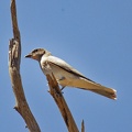 White-bellied-Cuckoo-Shrike-IMG 2104 DxO