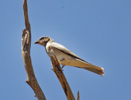 White-bellied-Cuckoo-Shrike-IMG 2104 DxO