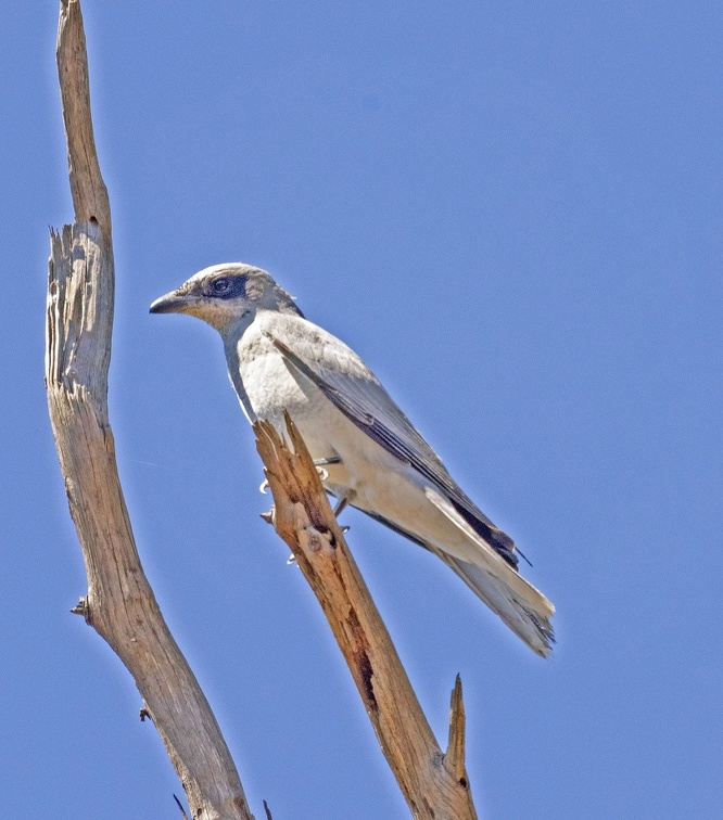 White-bellied-Cuckoo-Shrike-IMG 2106-1