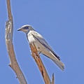 White-bellied-Cuckoo-Shrike-IMG_2106-1.jpg