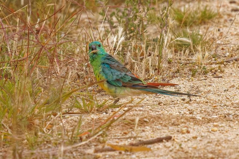 Red-rumped-Parrot-IMG 2535 DxO