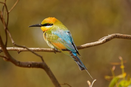 Rainbow-Bee-eater-IMG 2317 DxO