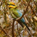 Rainbow-Bee-eater-IMG_2337_DxO.jpg