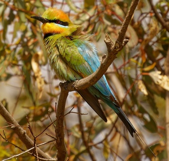 Rainbow-Bee-eater-IMG 2337 DxO