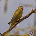 Red-rumped-Parrot-f-IMG 2344 DxO