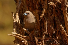 Dusk-Woodswallow-nest-IMG 2786 extender