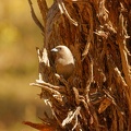 Dusky-Woodswallow-nest-IMG 2784 DxO