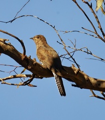 Fan-tailed-Cuckoo-IMG 2686 DxO