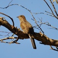 Fan-tailed-Cuckoo-IMG 2686 DxO