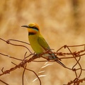 Rainbow-Bee-eater-IMG_2936_DxO.jpg