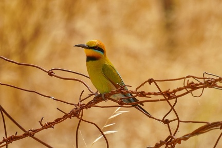 Rainbow-Bee-eater-IMG 2936 DxO