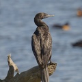Little-Black-Cormorant-IMG 3334 DxO