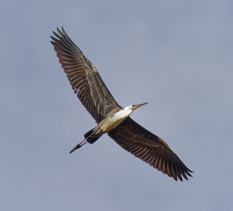 White-necked-Heron-IMG 3838 DxO