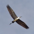 White-necked-Heron-IMG 3838 DxO