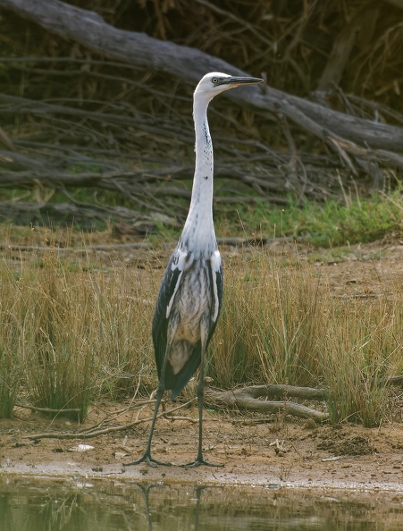 White-necked-Heron-IMG 3978 DxO